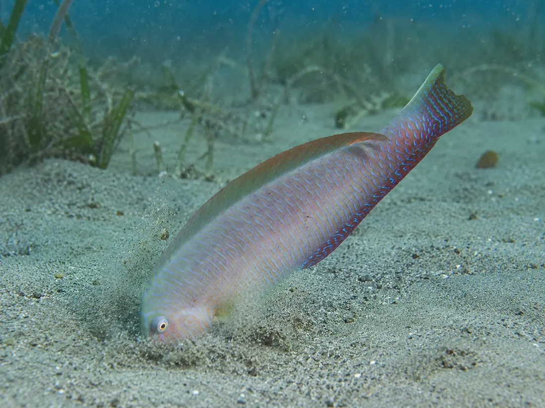 Pesce pettine (Xyrichtys novacula) in azione