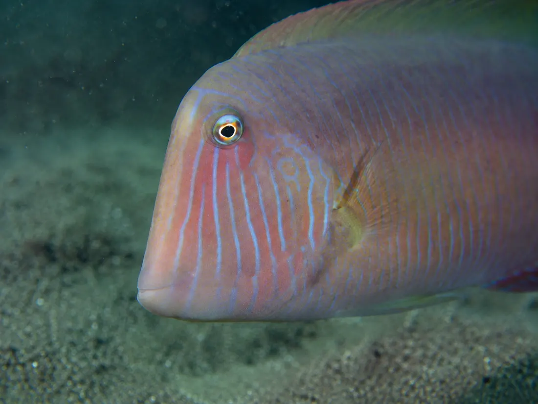 Pesce pettine (Xyrichtys novacula) in un dettaglio ravvicinato