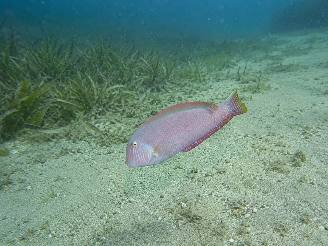 Pesce pettine (Xyrichtys novacula) nel suo habitat