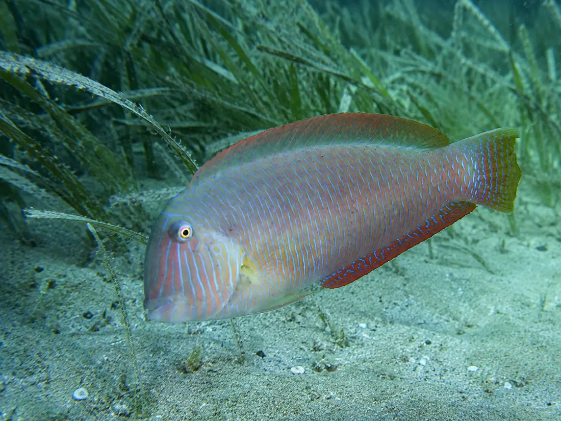 Pesce pettine (Xyrichtys novacula): esemplare fotografato