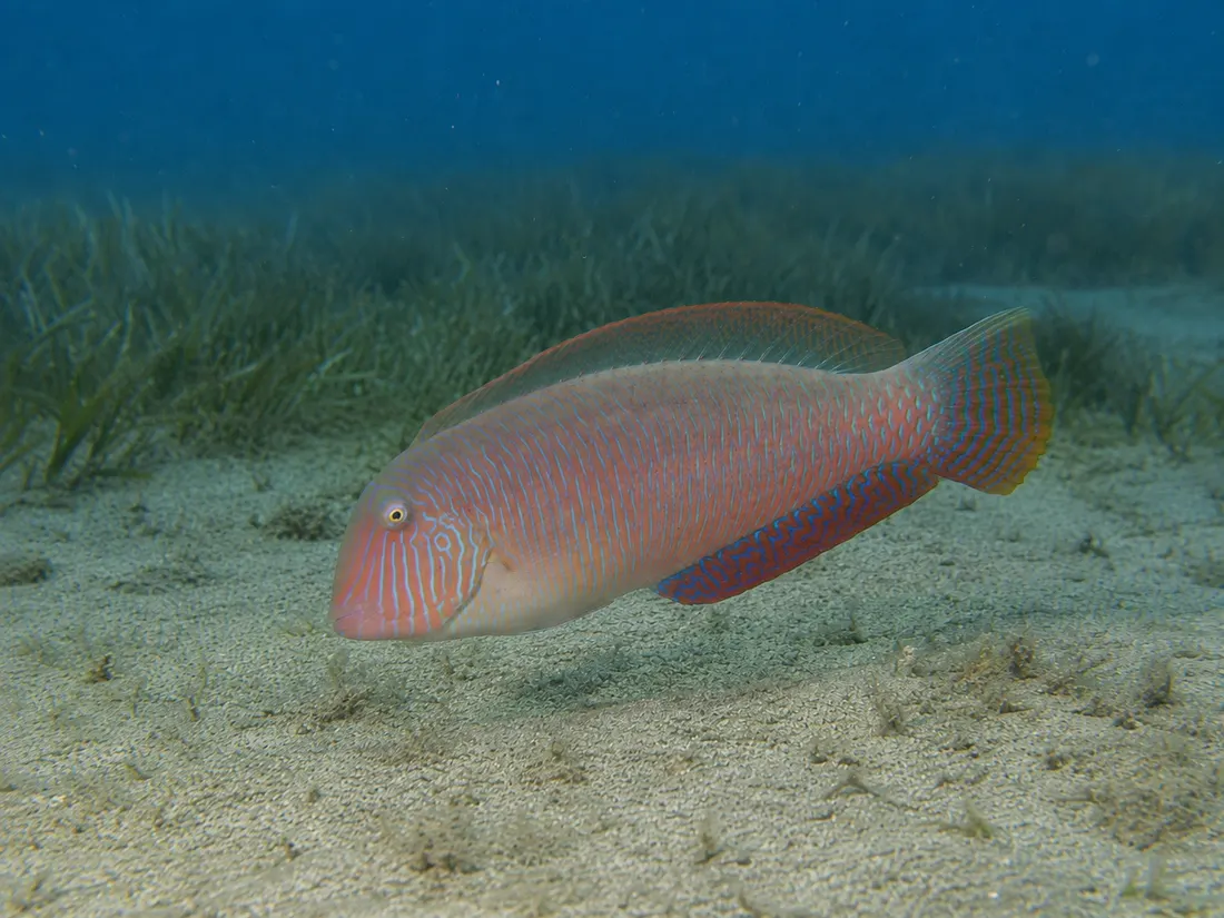 Pesce pettine (Xyrichtys novacula) in gruppo