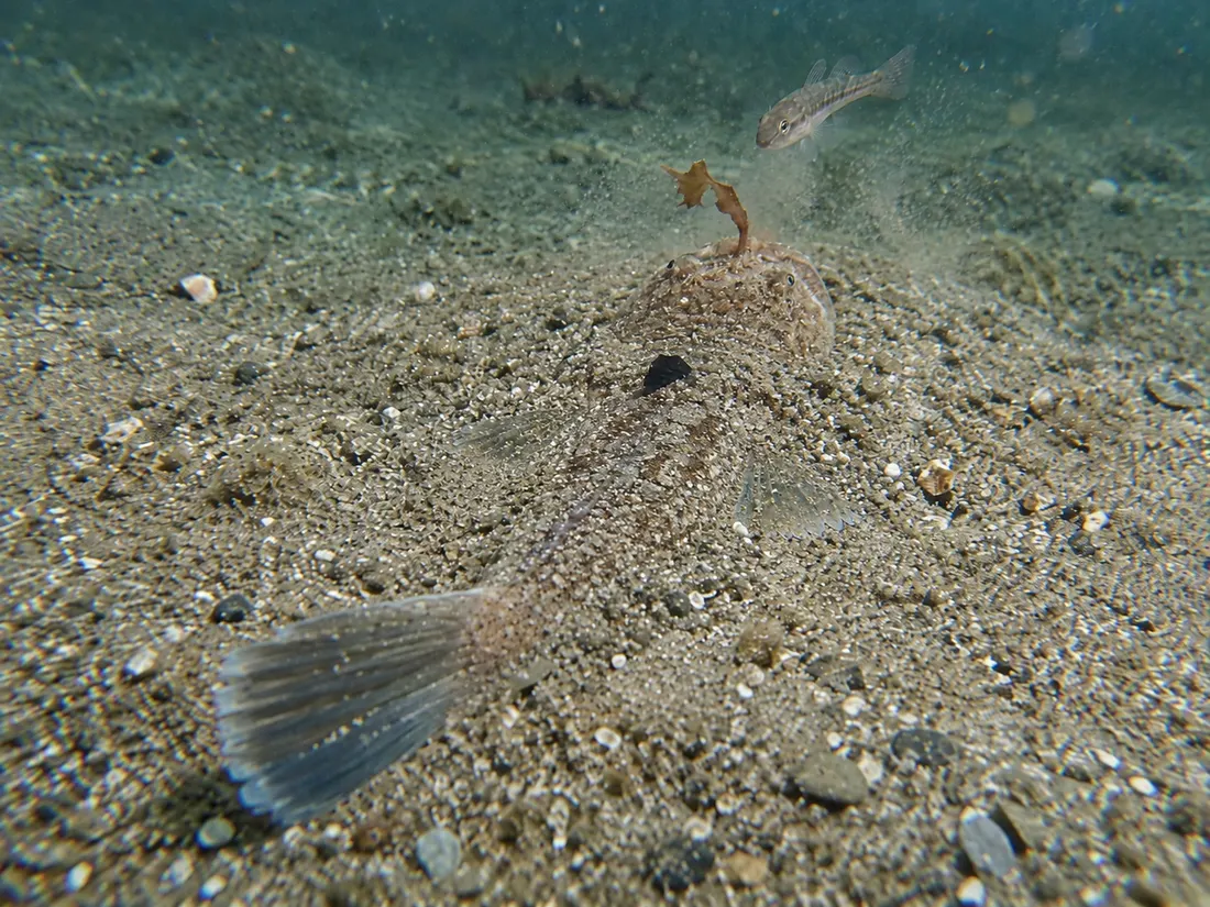 Pesce prete (Uranoscopus scaber) in azione