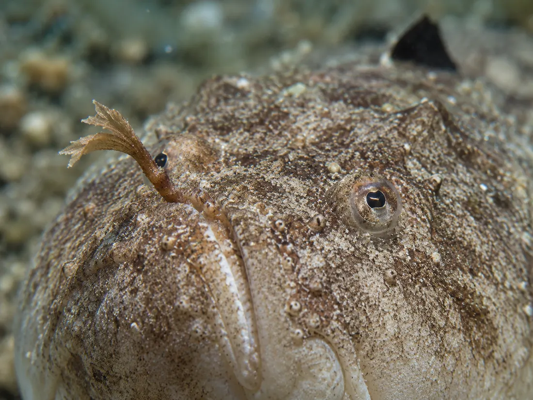 Pesce prete (Uranoscopus scaber) in un dettaglio ravvicinato