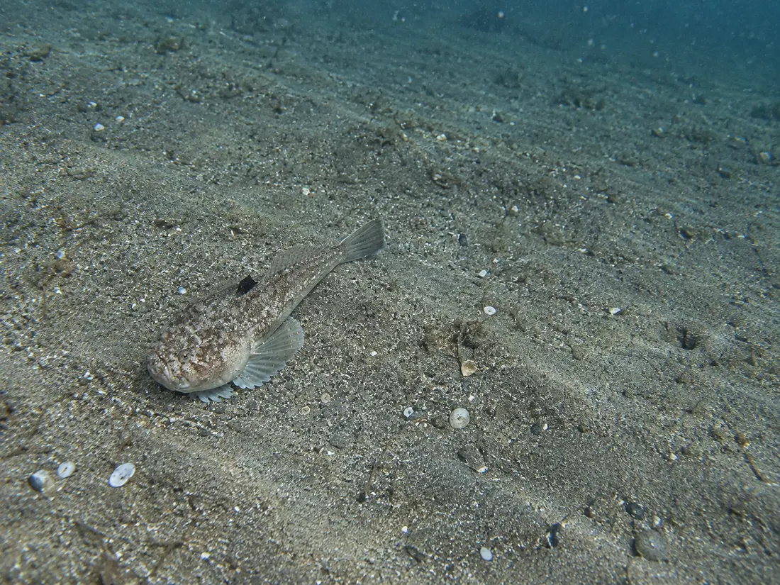Pesce prete (Uranoscopus scaber) nel suo habitat