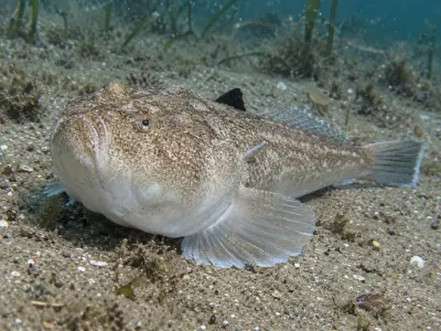 Pesce prete