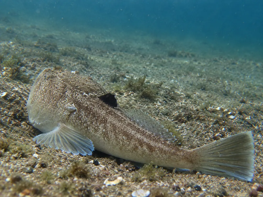 Pesce prete (Uranoscopus scaber) in gruppo