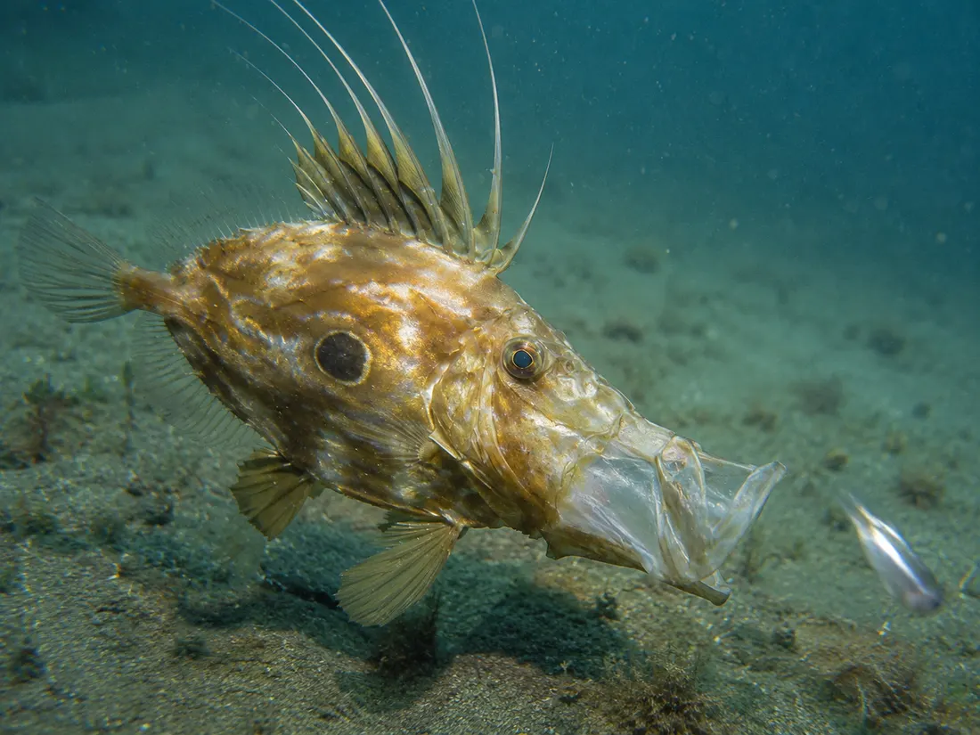 Pesce San Pietro (Zeus faber) in azione