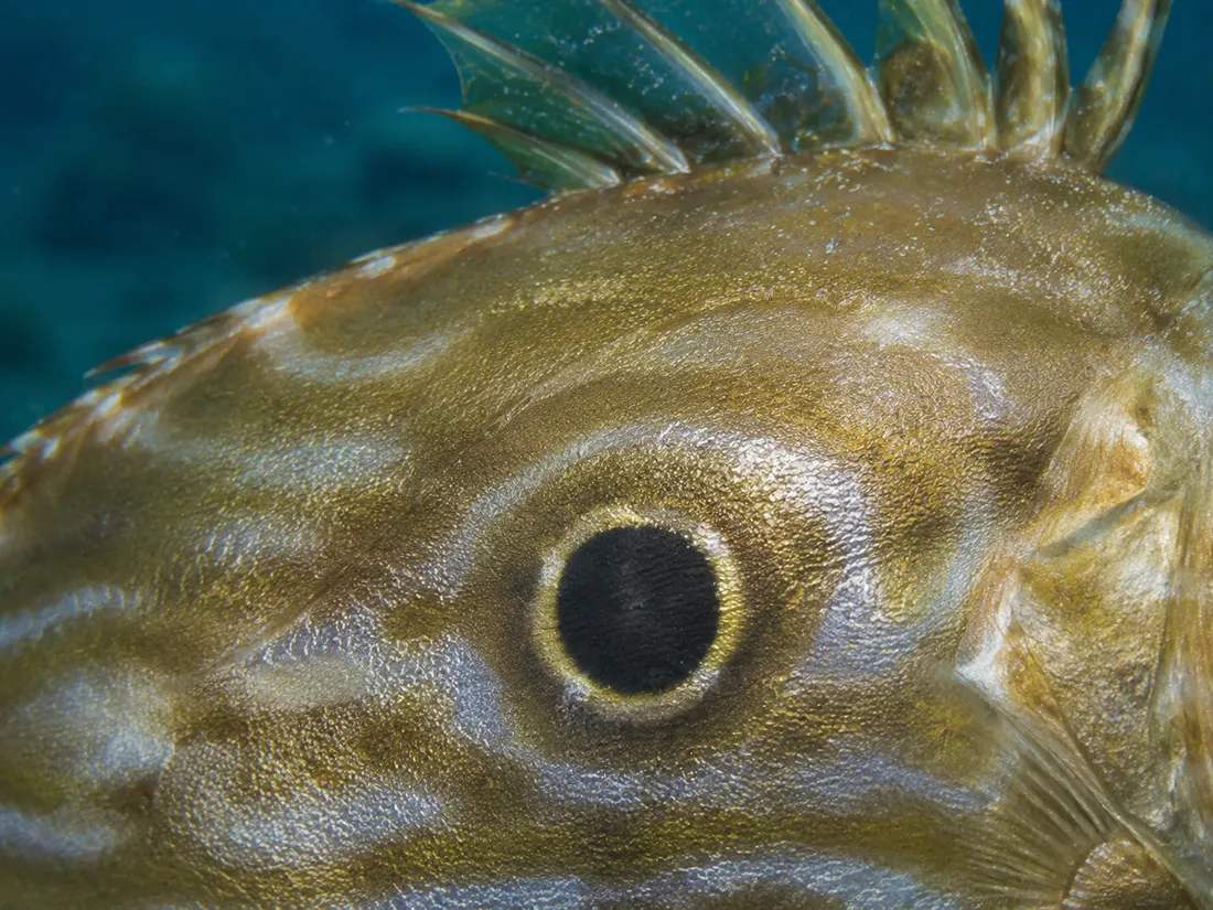 Pesce San Pietro (Zeus faber) in un dettaglio ravvicinato
