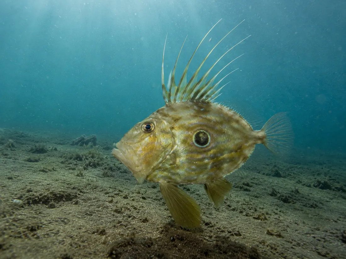 Pesce San Pietro (Zeus faber) nel suo habitat