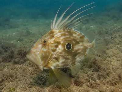 Pesce San Pietro