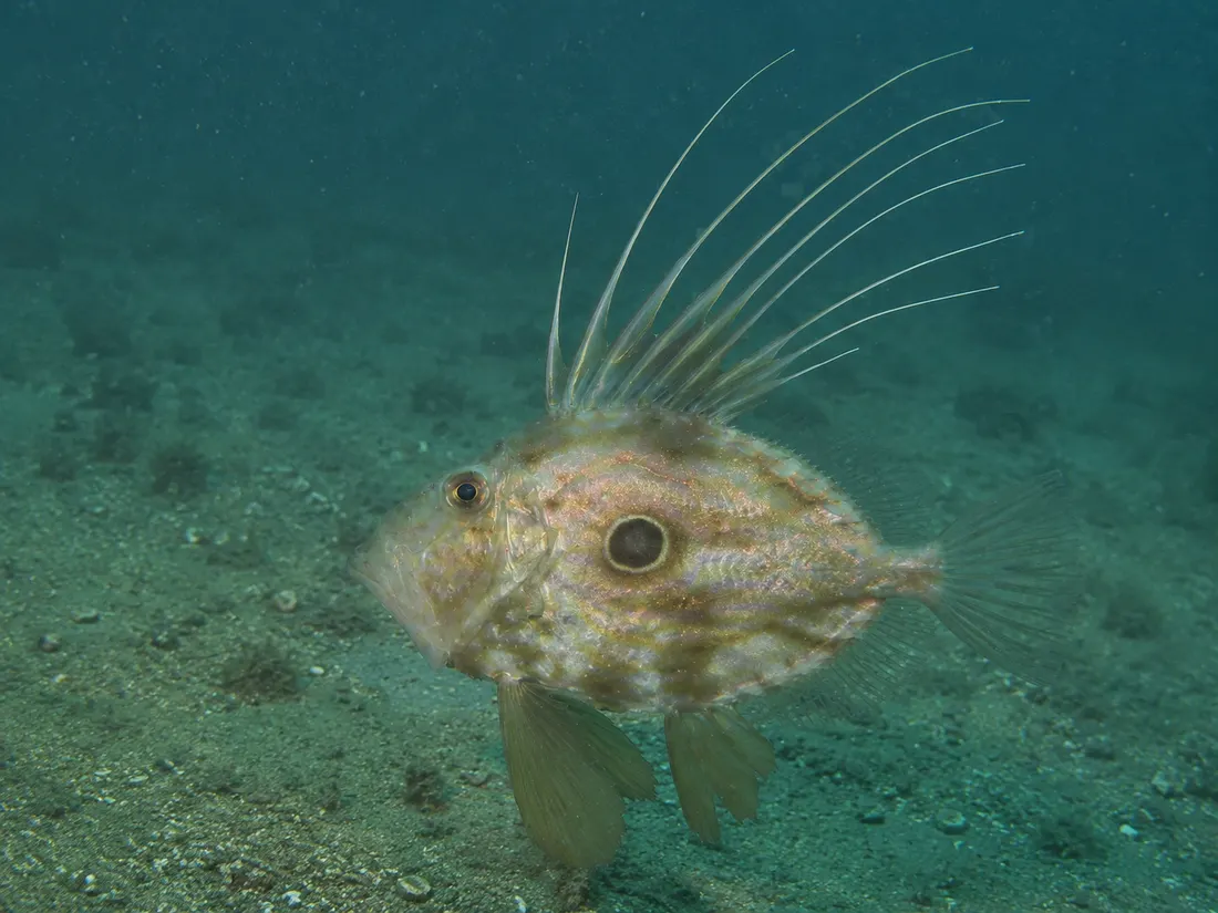 Pesce San Pietro (Zeus faber) in gruppo