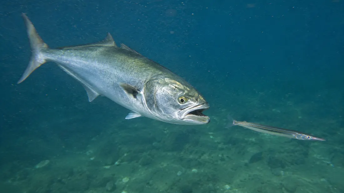 Pesce serra (Pomatomus saltatrix) in azione