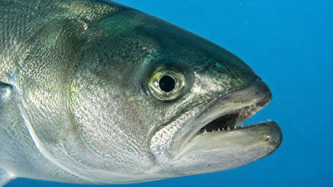 Pesce serra (Pomatomus saltatrix) in un dettaglio ravvicinato