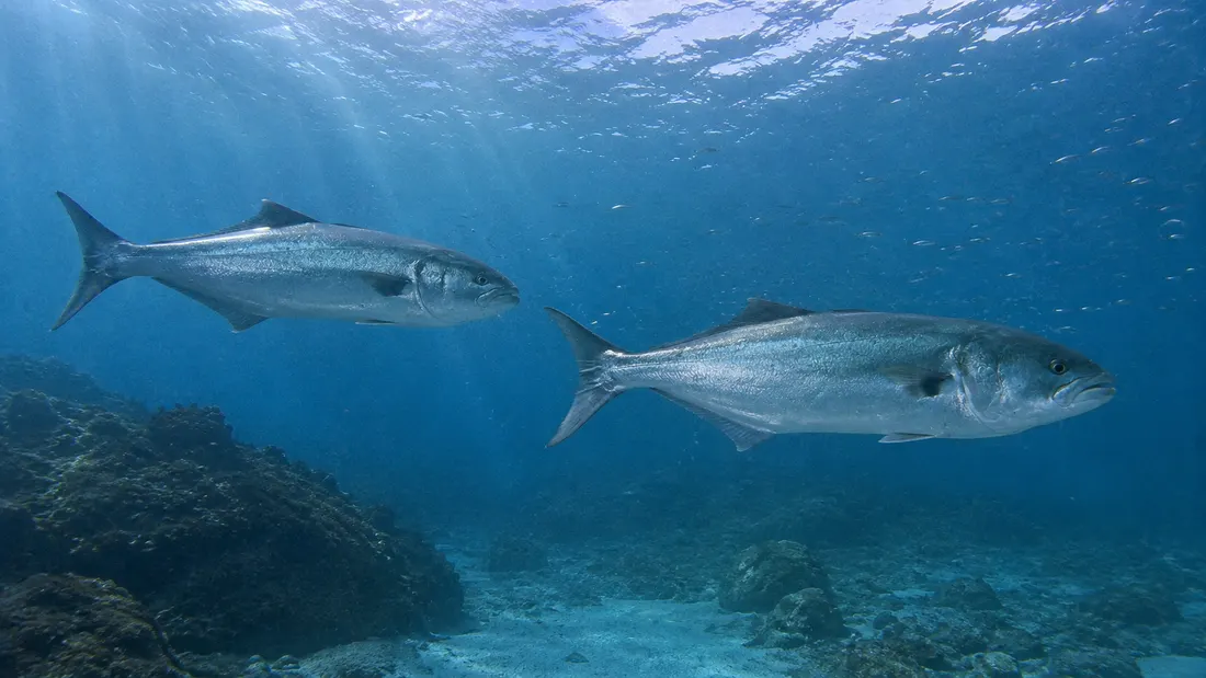 Pesce serra (Pomatomus saltatrix) nel suo habitat