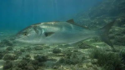 Pesce serra