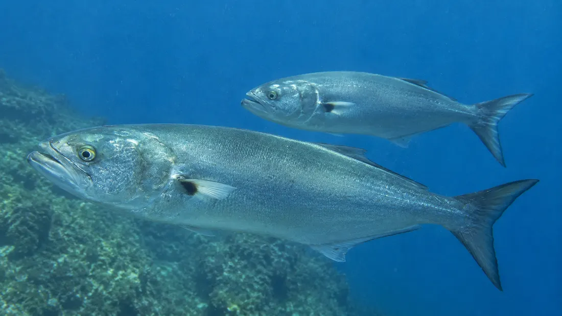 Pesce serra (Pomatomus saltatrix) in gruppo