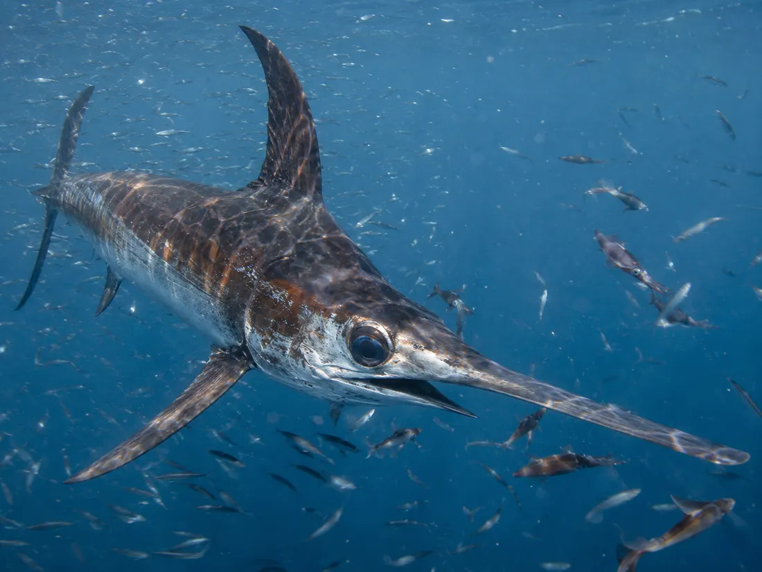Pesce spada (Xiphias gladius) in azione