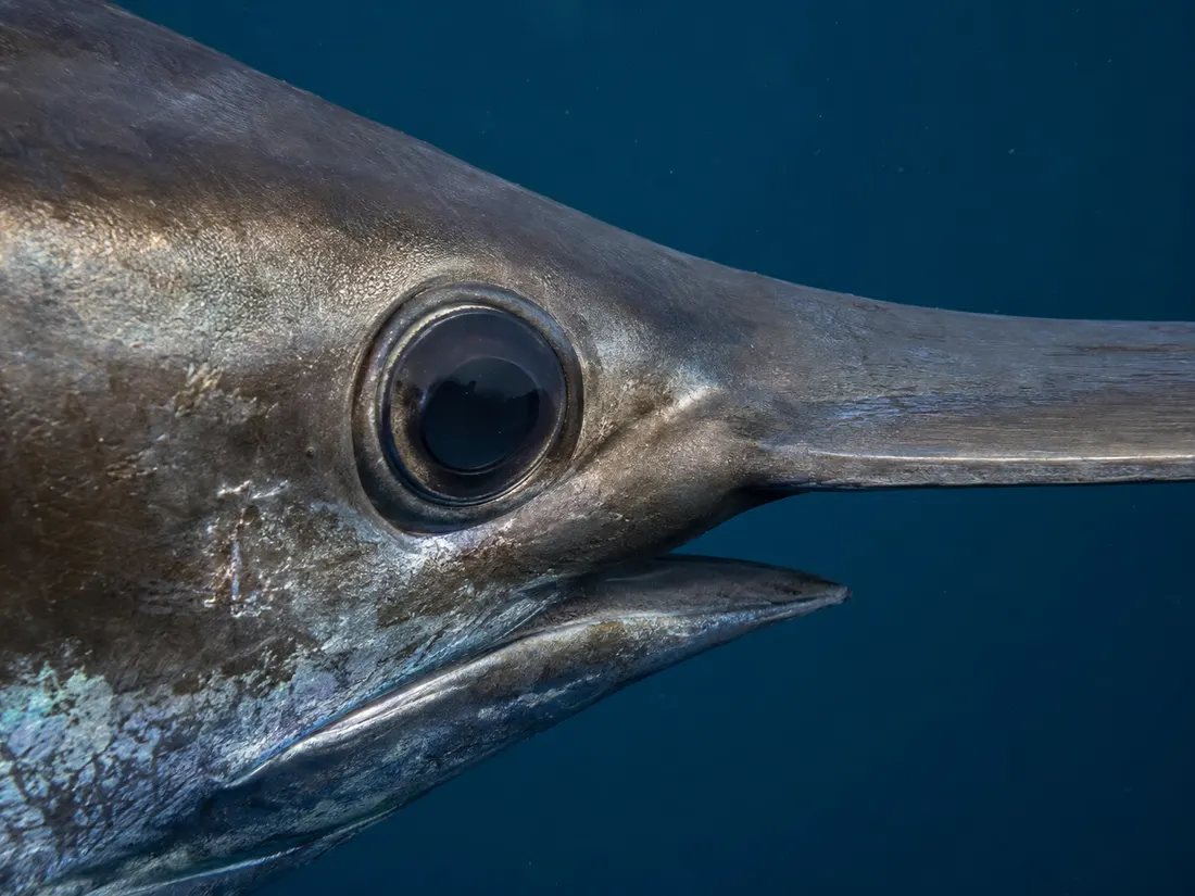 Pesce spada (Xiphias gladius) in un dettaglio ravvicinato