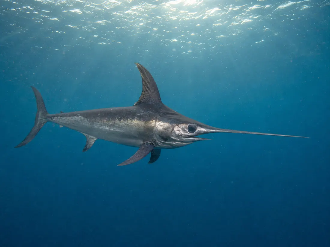 Pesce spada (Xiphias gladius) nel suo habitat