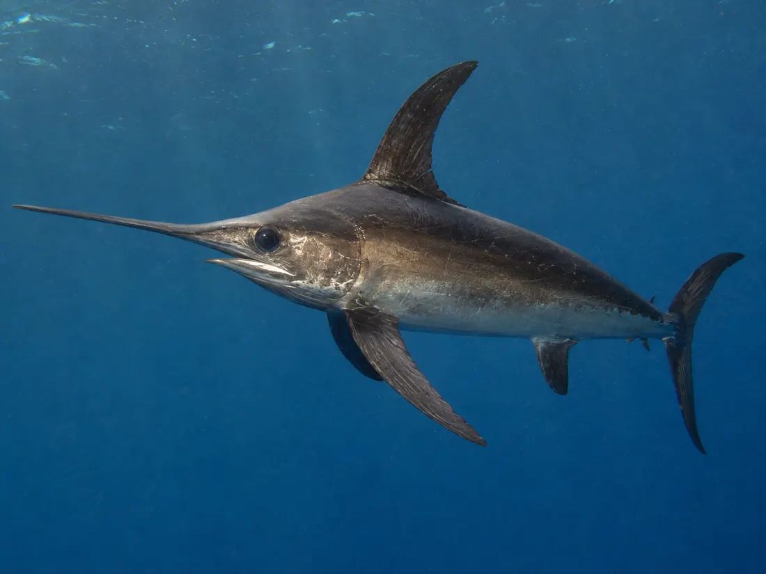 Pesce spada (Xiphias gladius): esemplare fotografato