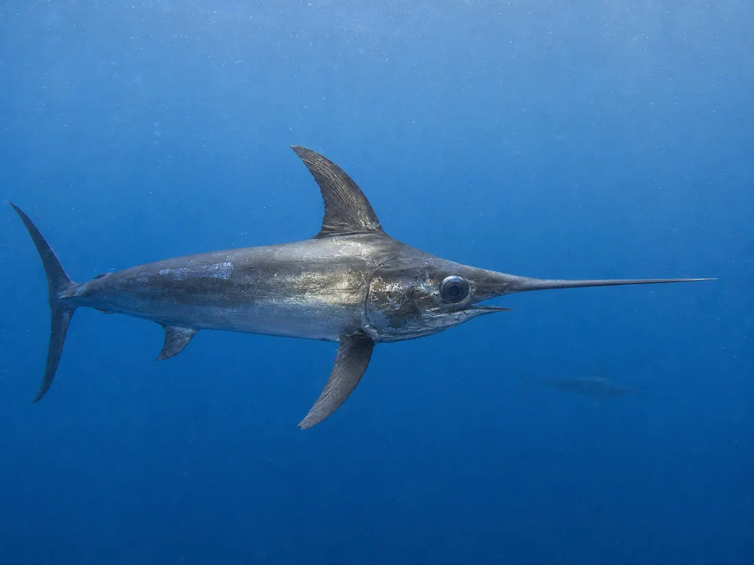 Pesce spada (Xiphias gladius) in gruppo