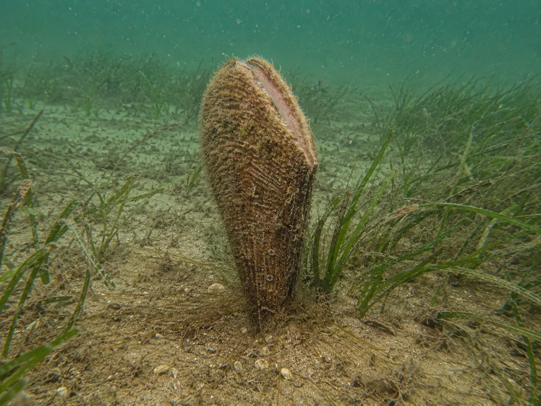 Nacchera di mare (Pinna nobilis) in azione