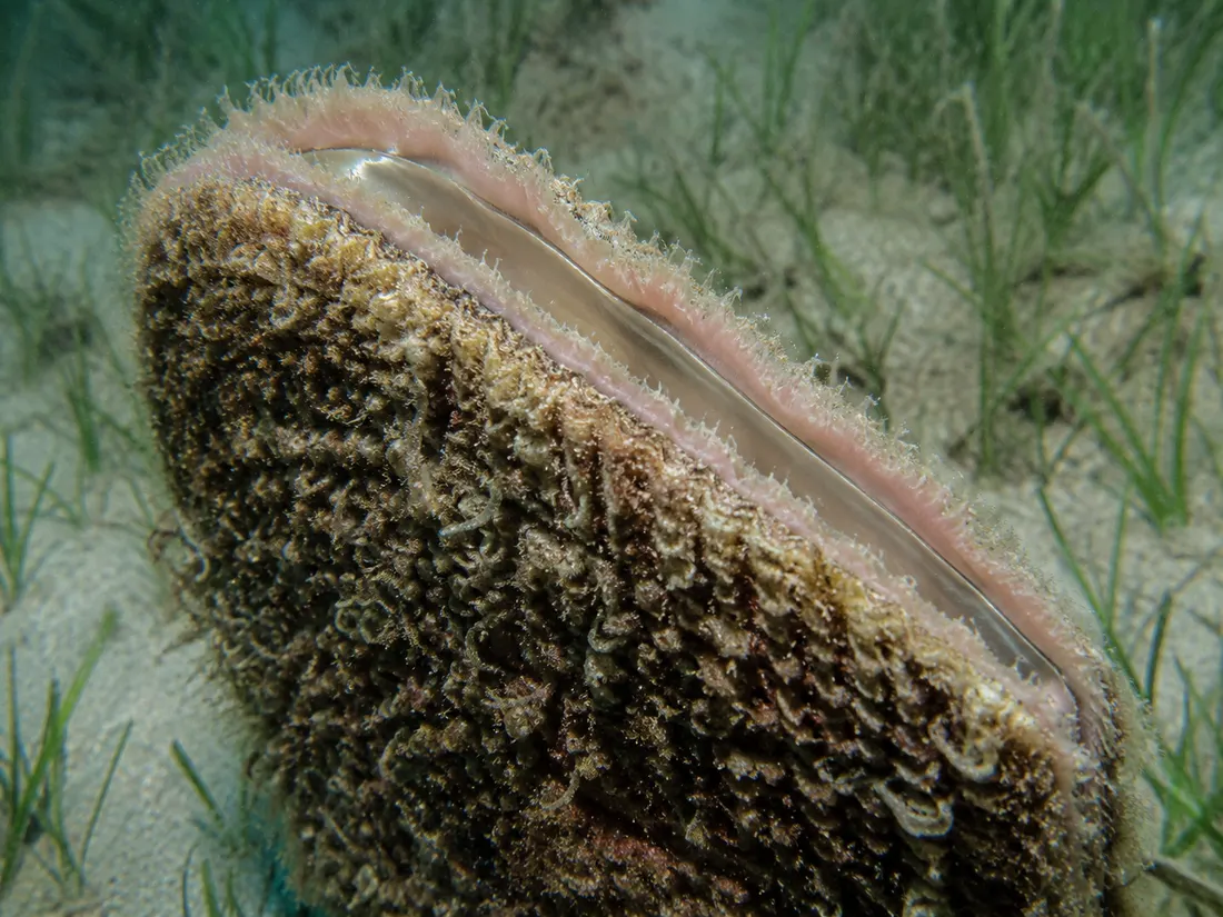 Nacchera di mare (Pinna nobilis) in un dettaglio ravvicinato