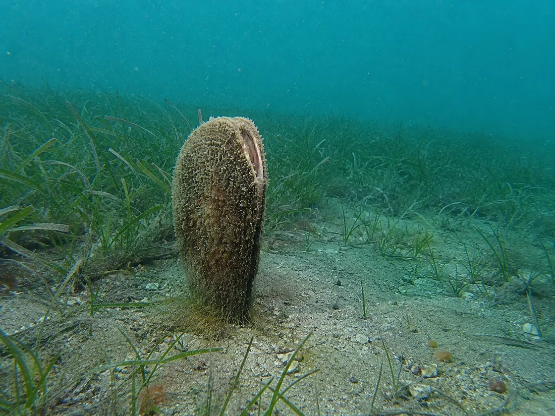 Nacchera di mare (Pinna nobilis) nel suo habitat