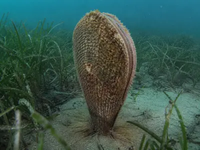 Nacchera di mare