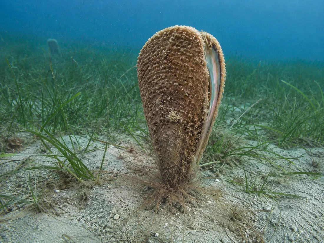 Nacchera di mare (Pinna nobilis) in gruppo