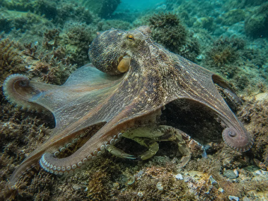 Polpo comune (Octopus vulgaris) in azione