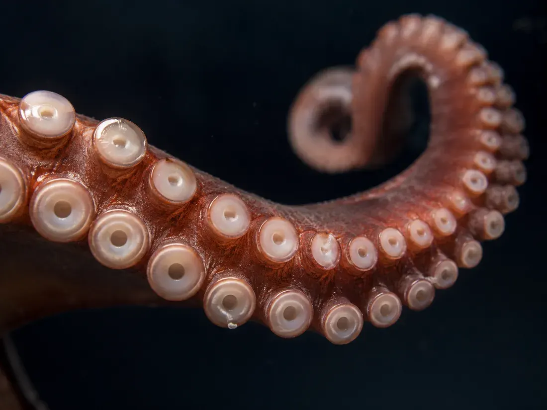 Polpo comune (Octopus vulgaris) in un dettaglio ravvicinato