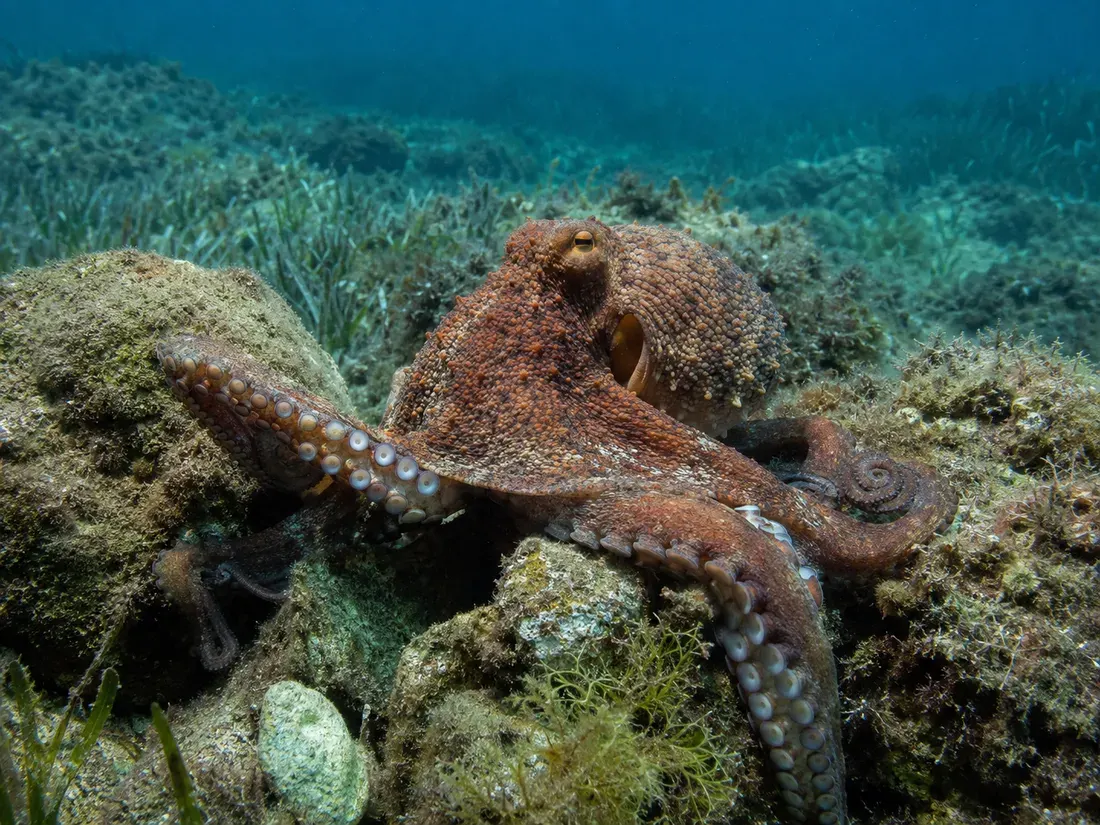 Polpo comune (Octopus vulgaris) nel suo habitat