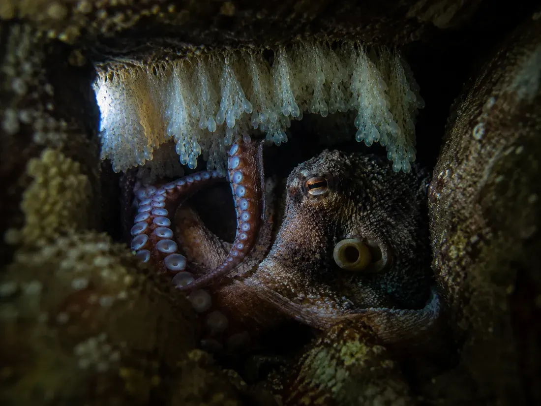 Polpo comune (Octopus vulgaris) in gruppo