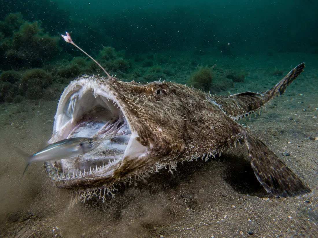 Rana pescatrice (Lophius piscatorius) in azione