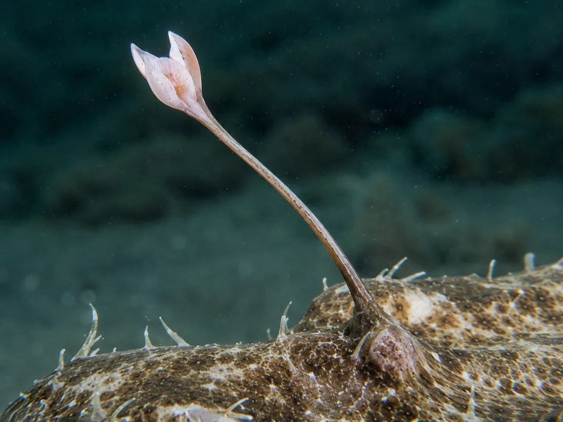 Rana pescatrice (Lophius piscatorius) in un dettaglio ravvicinato
