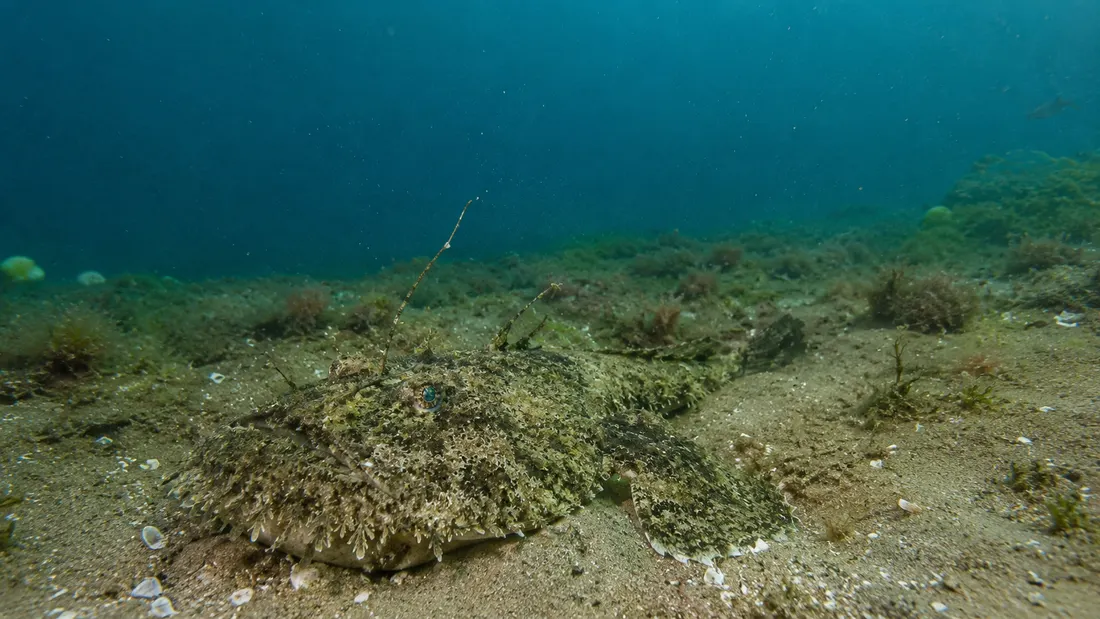 Rana pescatrice (Lophius piscatorius) nel suo habitat