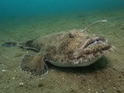 Rana pescatrice