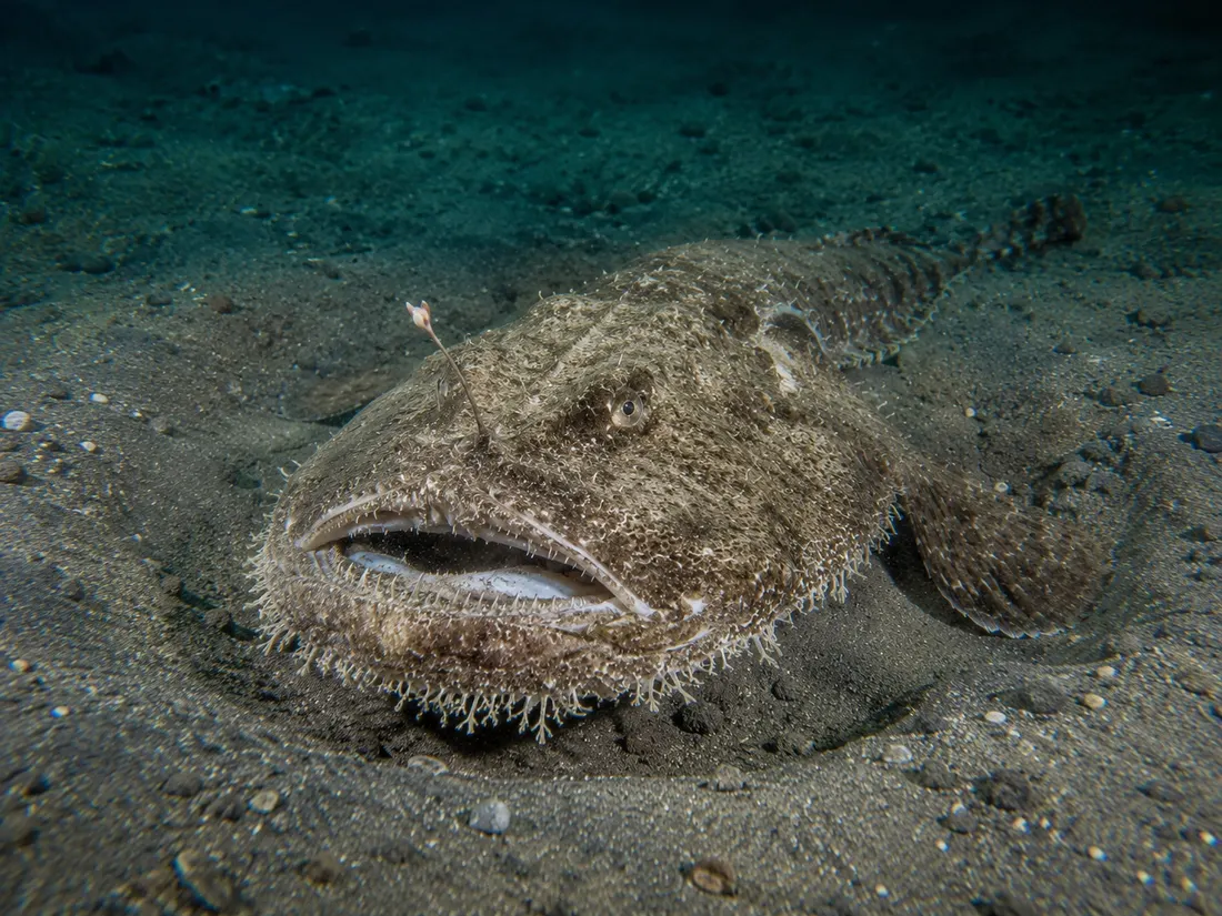 Rana pescatrice (Lophius piscatorius) in gruppo