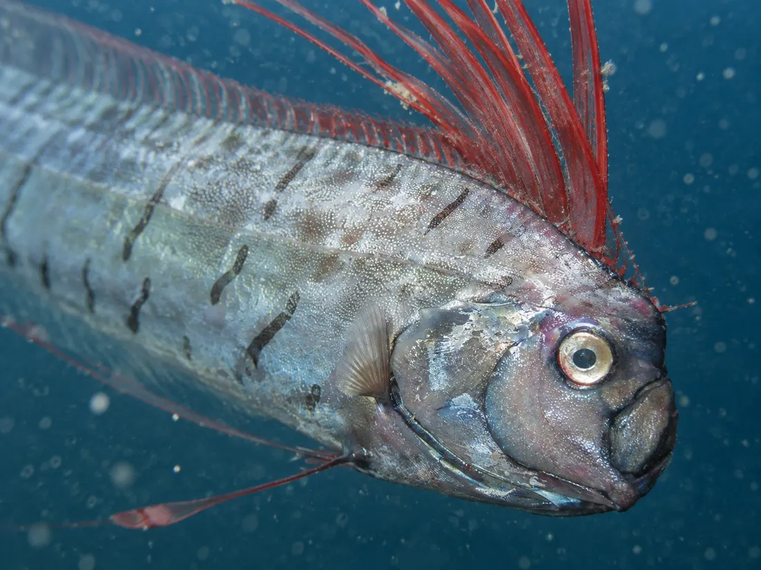 Re di aringhe (Regalecus glesne) in un dettaglio ravvicinato