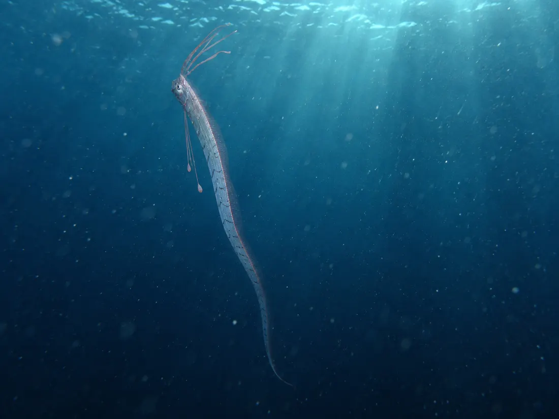 Re di aringhe (Regalecus glesne) nel suo habitat
