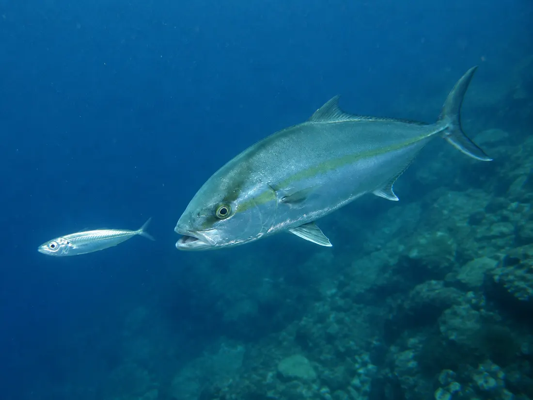 Ricciola (Seriola dumerili) in azione