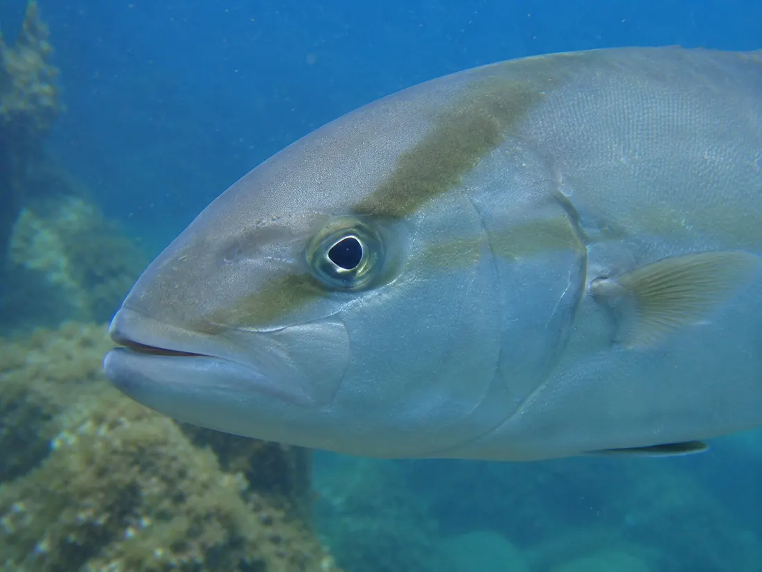 Ricciola (Seriola dumerili) in un dettaglio ravvicinato