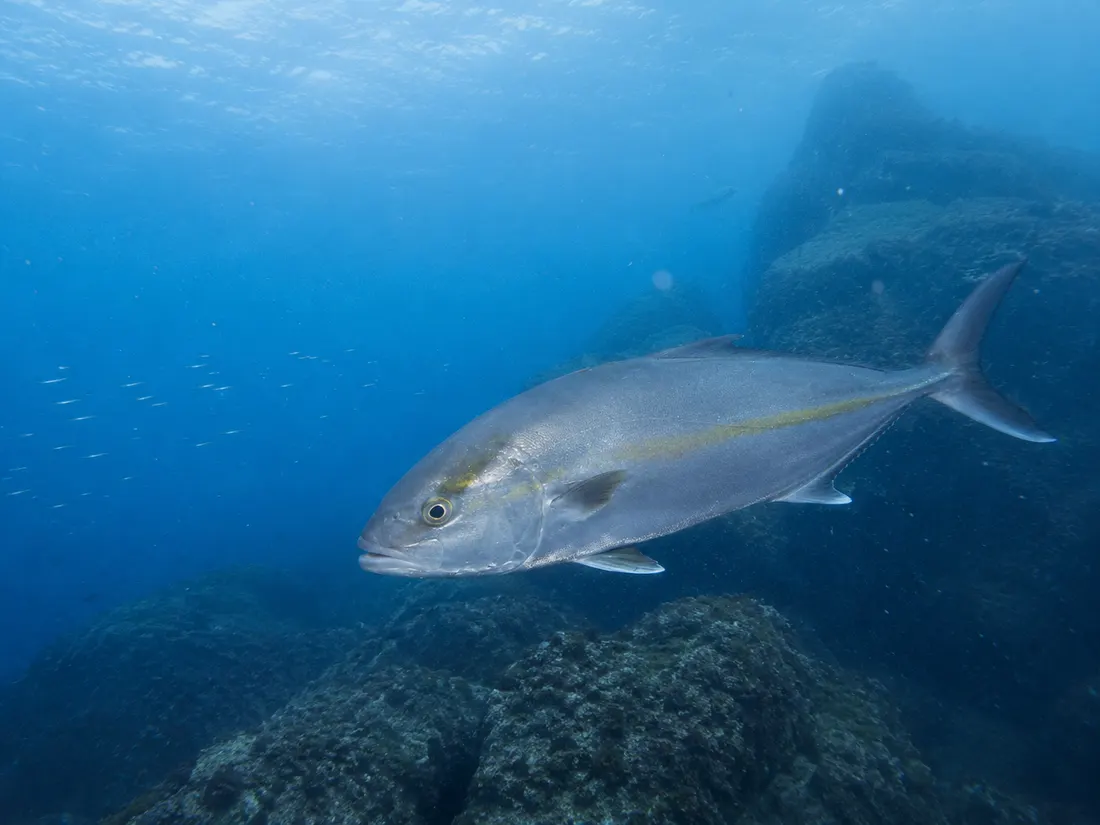 Ricciola (Seriola dumerili) nel suo habitat