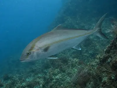 Ricciola