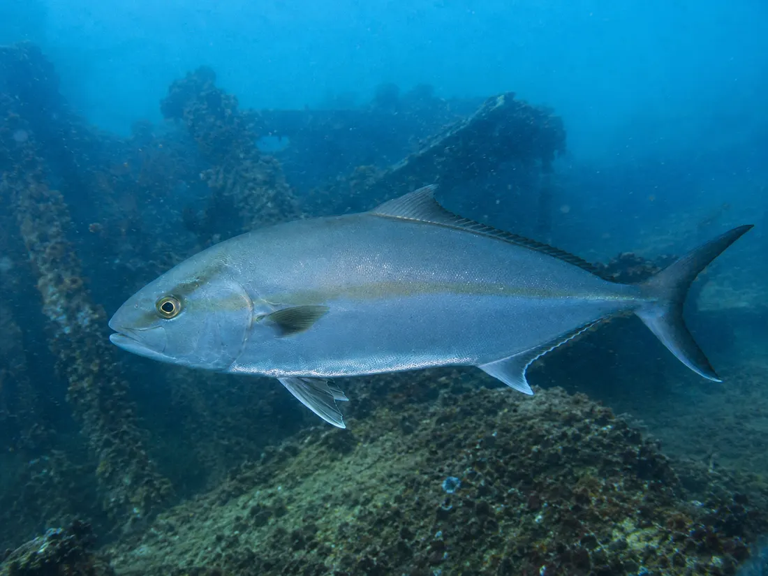 Ricciola (Seriola dumerili) in gruppo