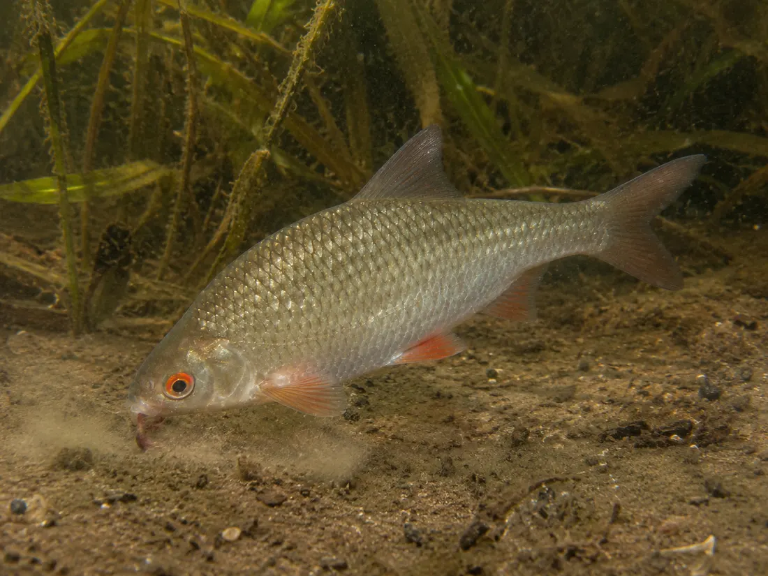 Rutilo (Rutilus rutilus) in azione