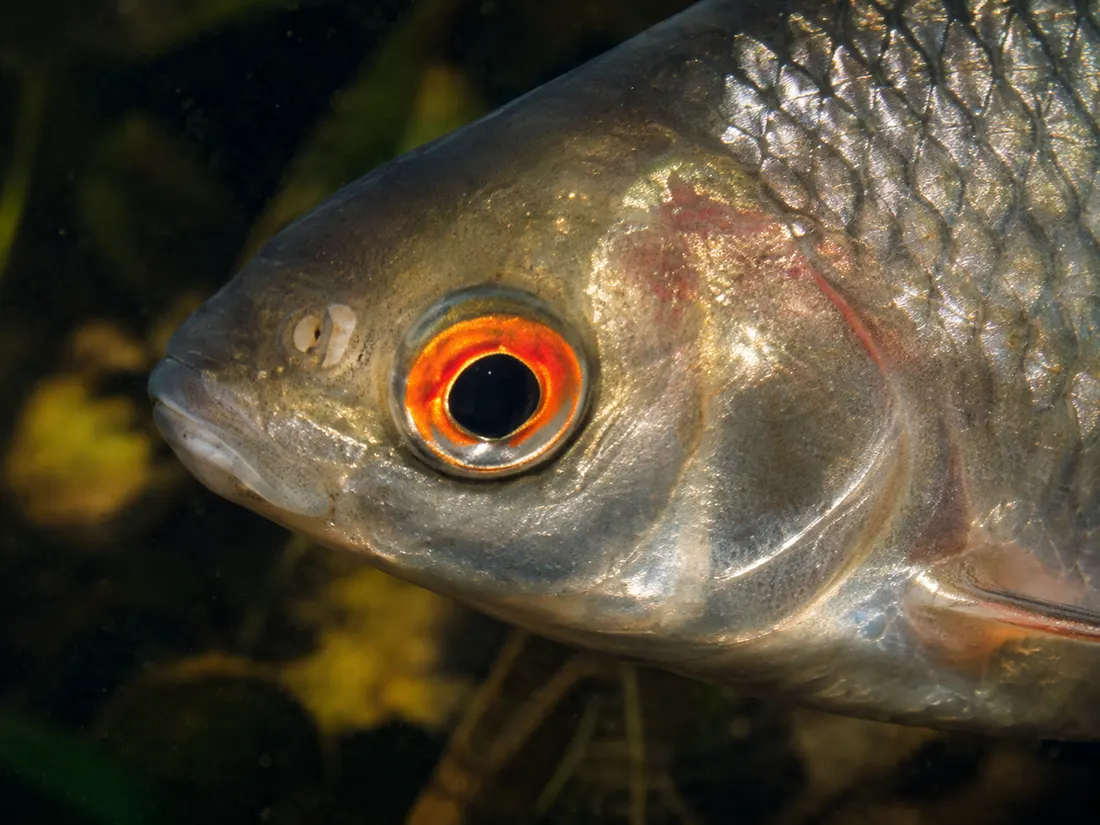 Rutilo (Rutilus rutilus) in un dettaglio ravvicinato