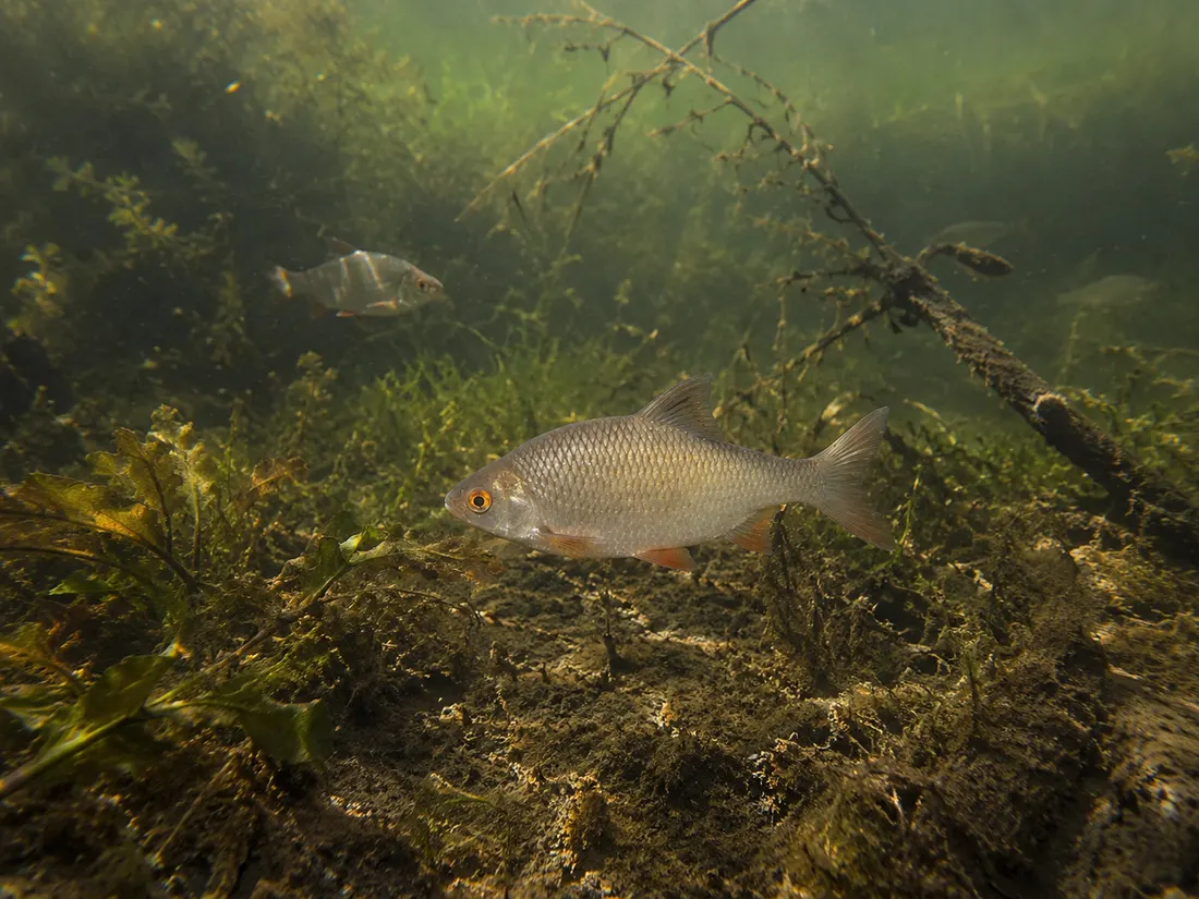 Rutilo (Rutilus rutilus) nel suo habitat