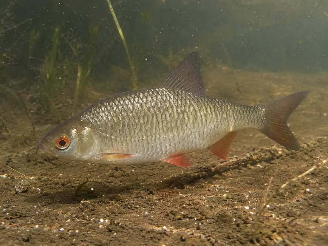 Rutilo (Rutilus rutilus): esemplare fotografato